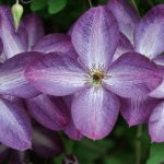 Large-Flowered Clematis x Jackmanii And Clematis Viticella: Care, Varieties, Photos
