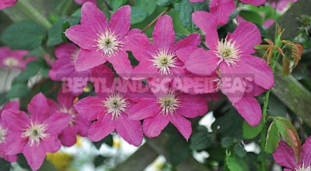 Large-Flowered Clematis x Jackmanii And Clematis Viticella: Care, Varieties, Photos