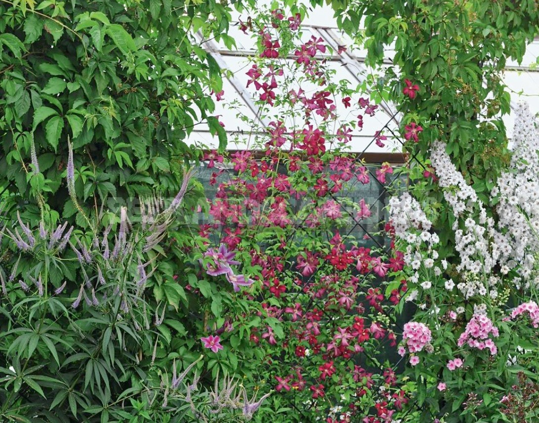 Large-Flowered Clematis x Jackmanii And Clematis Viticella: Care, Varieties, Photos