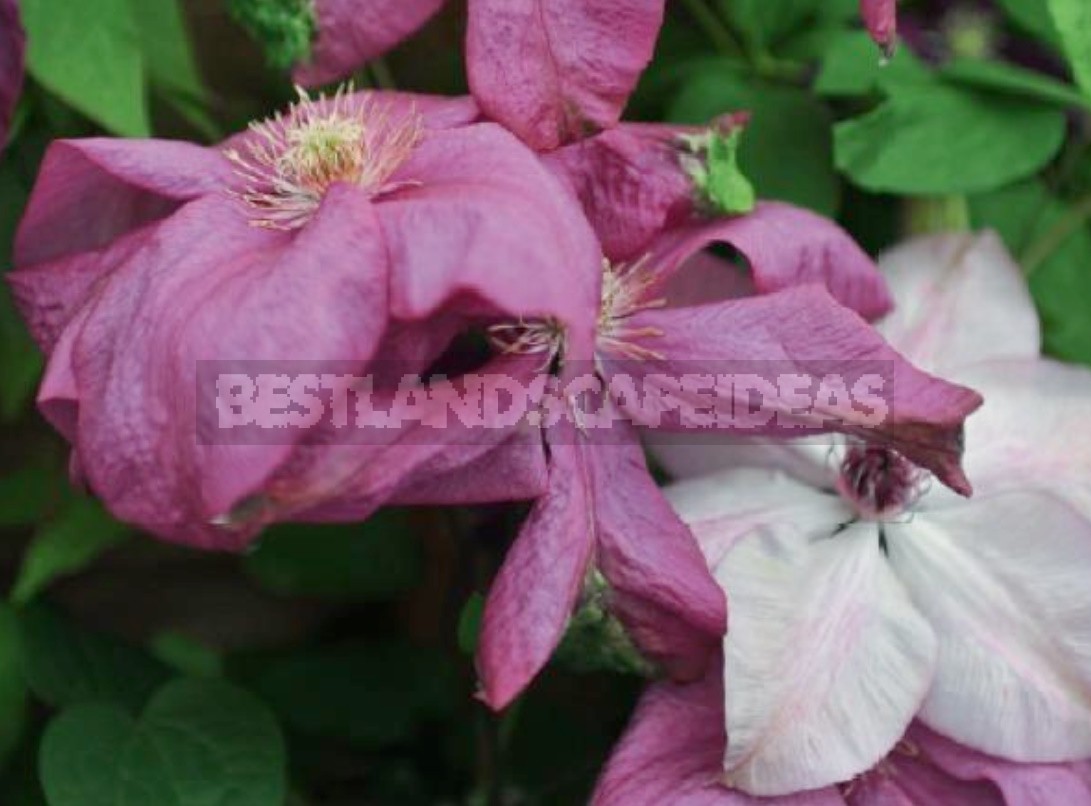 Large-Flowered Clematis x Jackmanii And Clematis Viticella: Care, Varieties, Photos