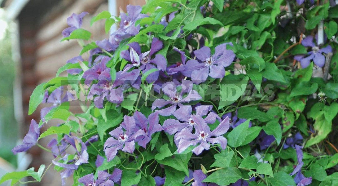 Large-Flowered Clematis x Jackmanii And Clematis Viticella: Care, Varieties, Photos