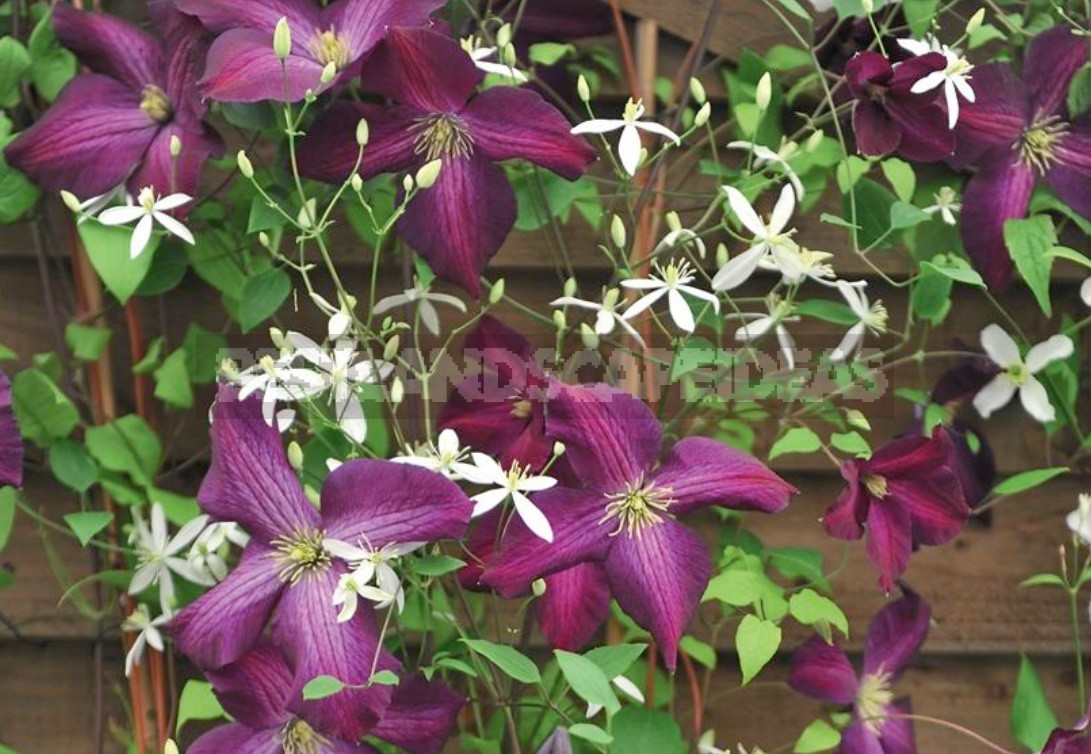 Large-Flowered Clematis x Jackmanii And Clematis Viticella: Care, Varieties, Photos