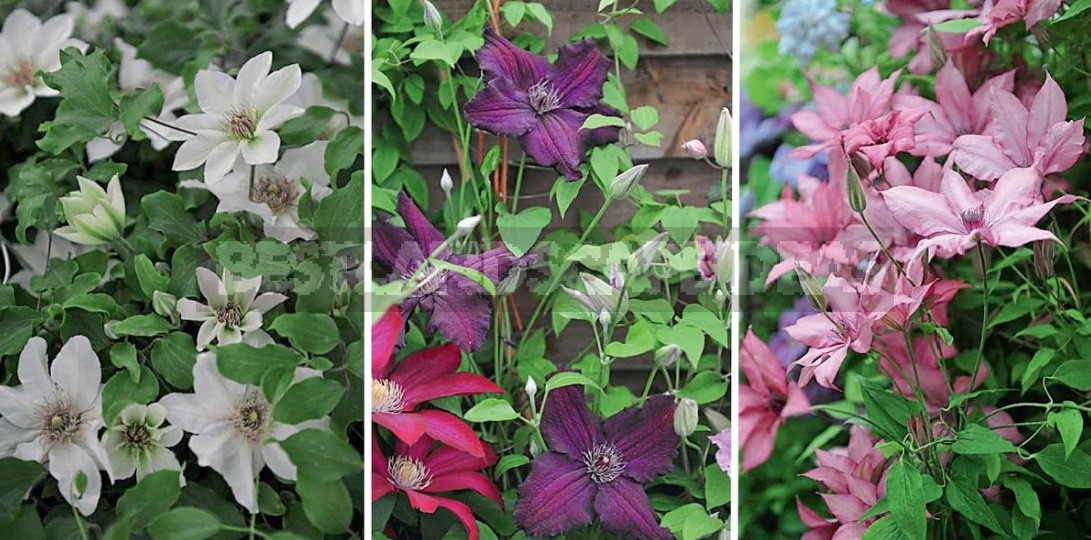 Large-Flowered Clematis x Jackmanii And Clematis Viticella: Care, Varieties, Photos