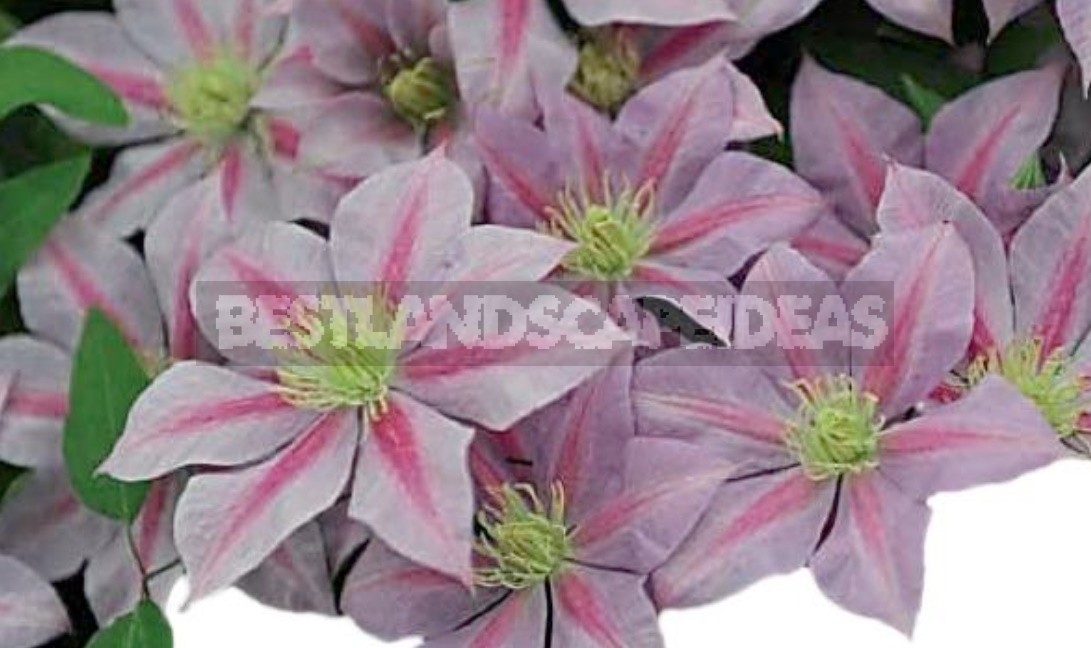 Large-Flowered Clematis x Jackmanii And Clematis Viticella: Care, Varieties, Photos