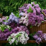 Lilac: Selection Of Varieties, Planting And Care