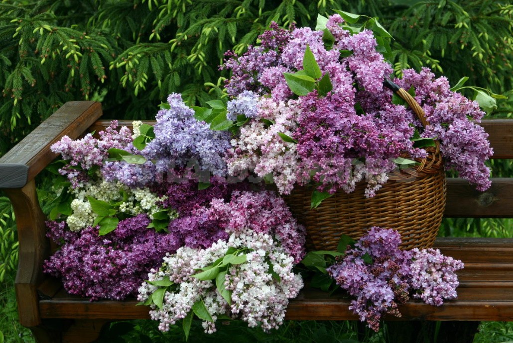 Lilac: Selection Of Varieties, Planting And Care - Best Landscape Ideas