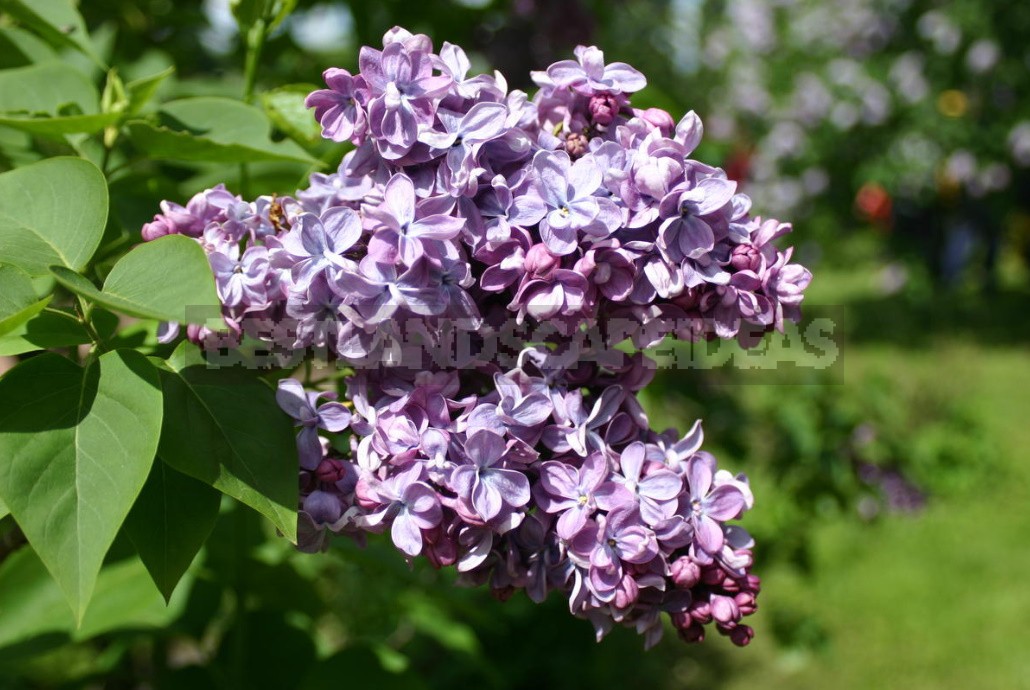 Lilac: Selection Of Varieties, Planting And Care