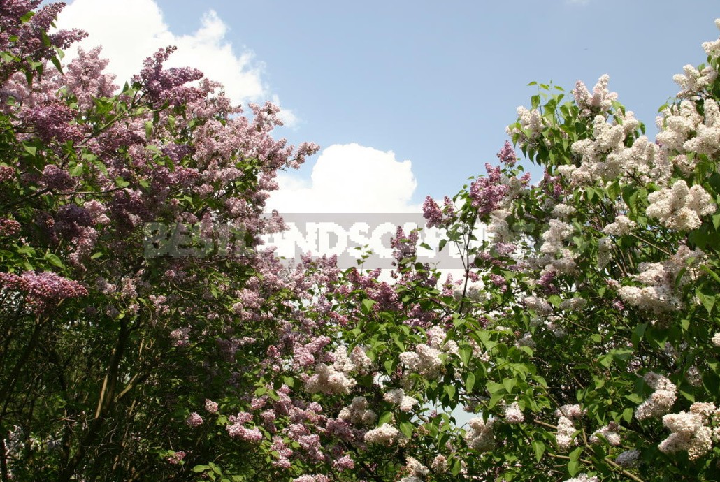 Lilac: Selection Of Varieties, Planting And Care