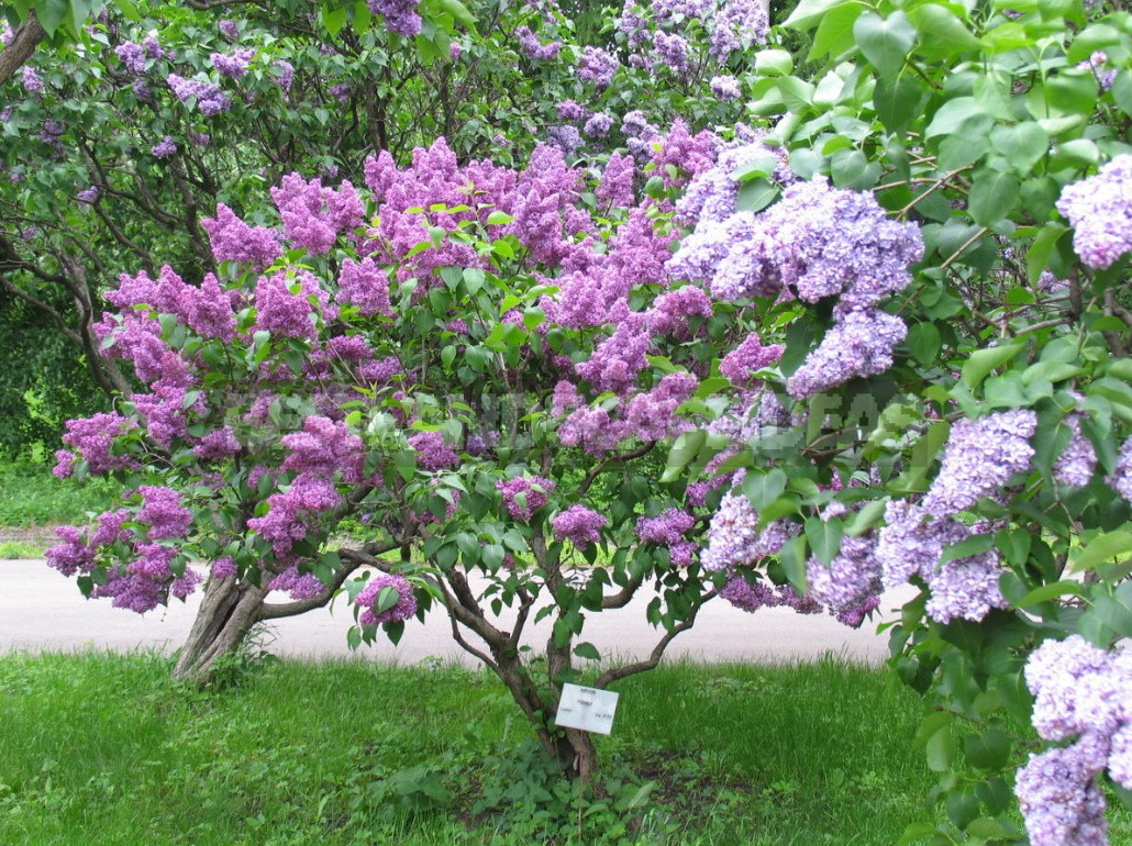 Lilac: Selection Of Varieties, Planting And Care