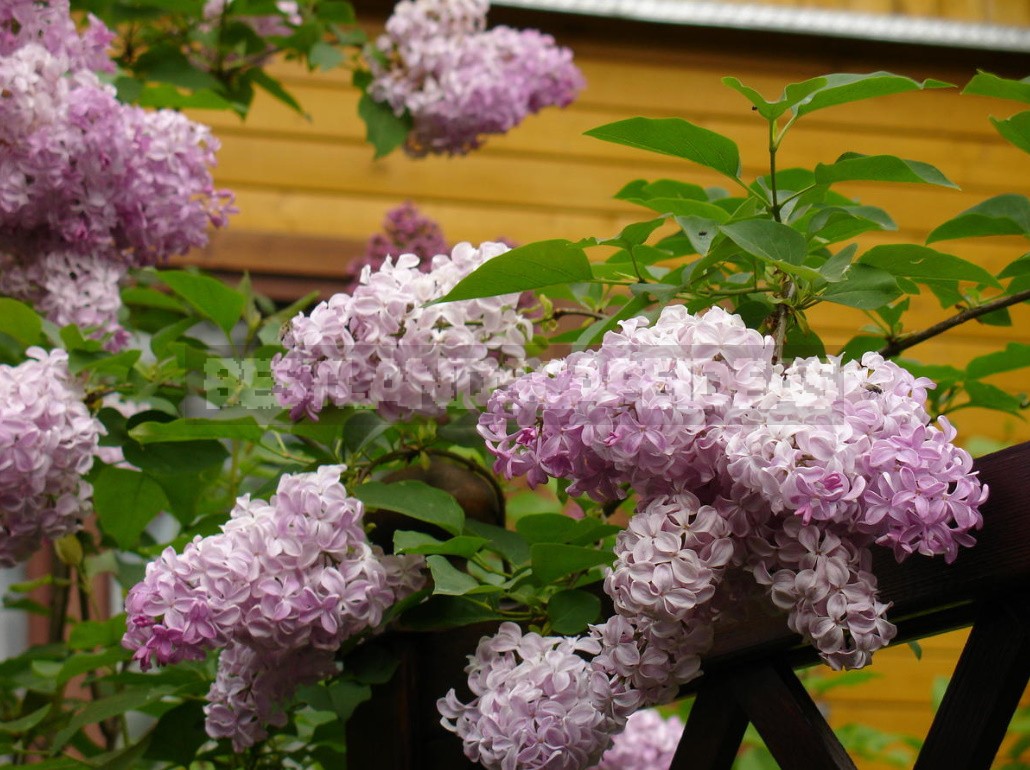 Lilac: Selection Of Varieties, Planting And Care