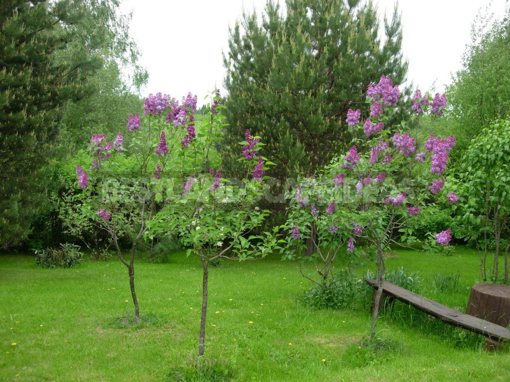 Lilac: Selection Of Varieties, Planting And Care