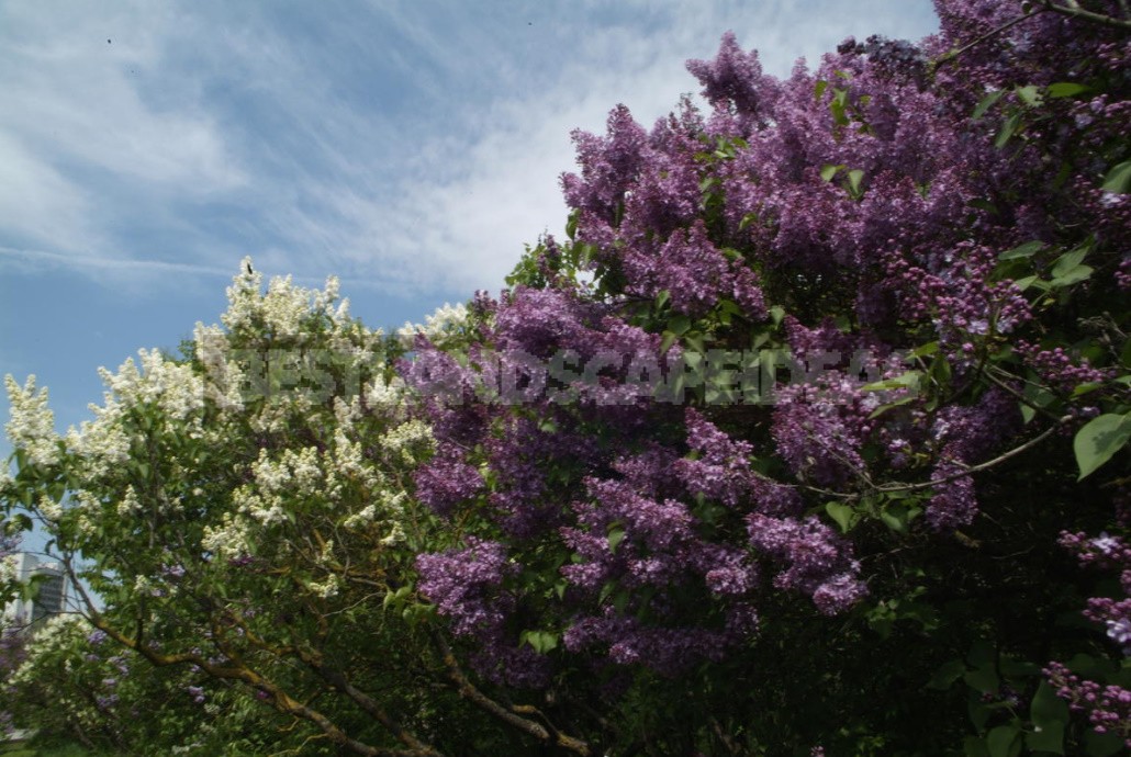 Lilac: Selection Of Varieties, Planting And Care