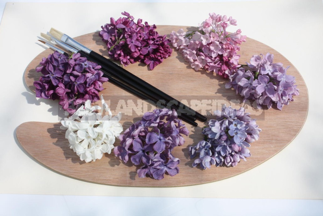 Lilac: Selection Of Varieties, Planting And Care