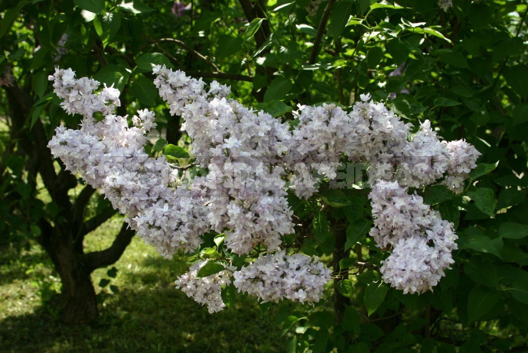 Lilac: Selection Of Varieties, Planting And Care