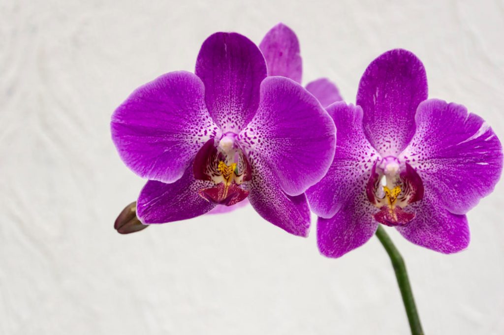 Orchids: Six Gross Mistakes In Care That Are Best Avoided