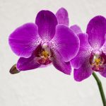 Orchids: Six Gross Mistakes In Care That Are Best Avoided
