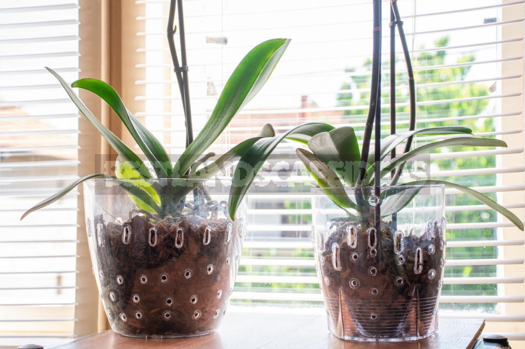 Orchids: Six Gross Mistakes In Care That Are Best Avoided