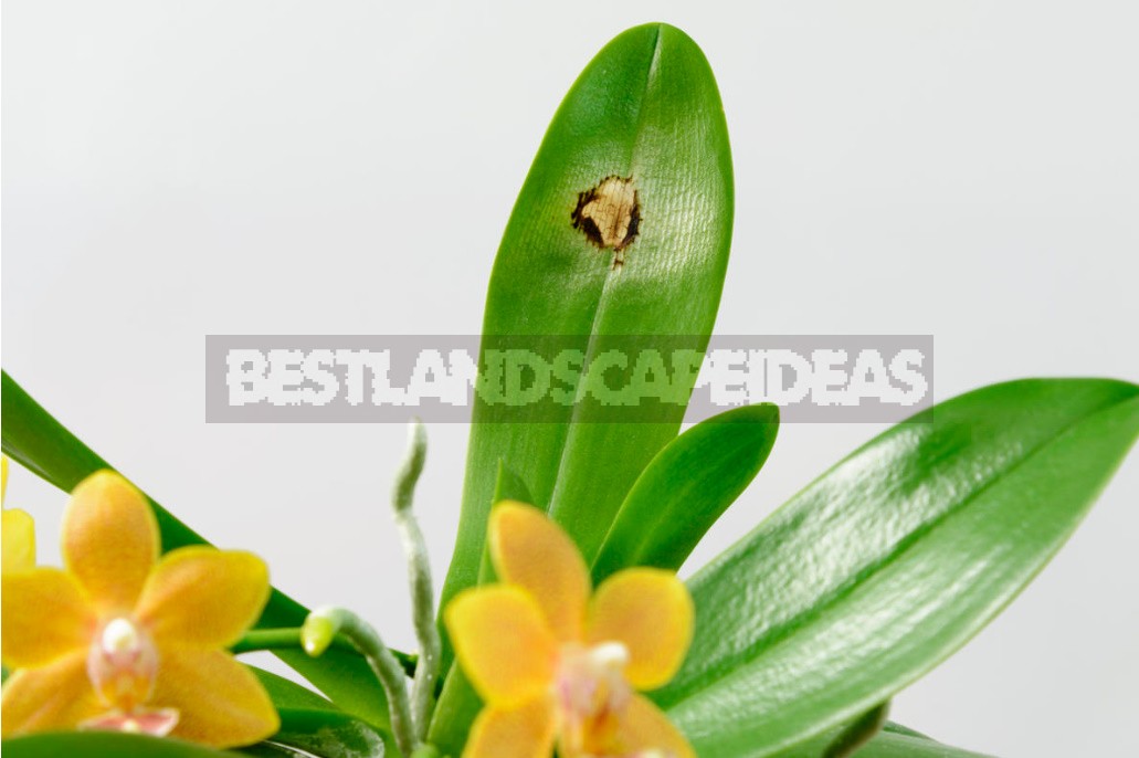 Orchids: Six Gross Mistakes In Care That Are Best Avoided
