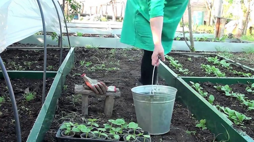 Planting Cucumbers: Nuances Of Growing In a Hot Climate