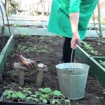 Planting Cucumbers: Nuances Of Growing In a Hot Climate