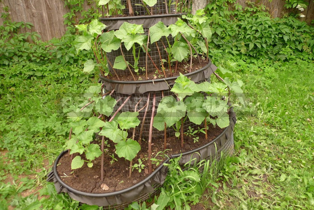Pyramid Beds For Cucumbers: Experience Of Construction And Cultivation