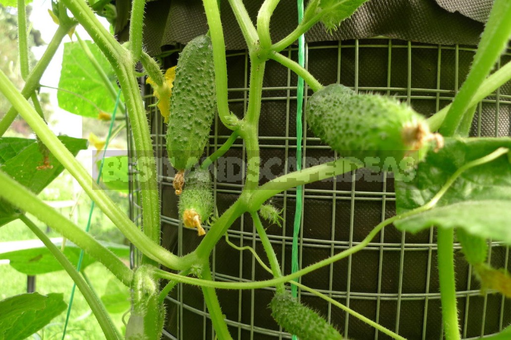 Pyramid Beds For Cucumbers: Experience Of Construction And Cultivation