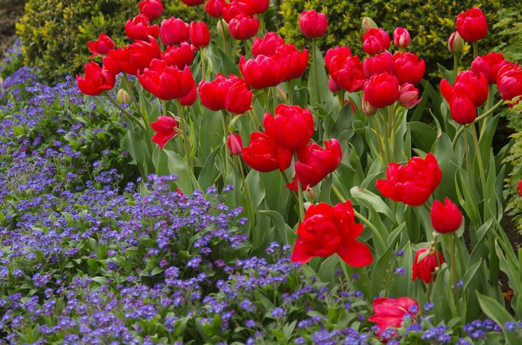 Red Tulip. Photos, Varieties, Care Tips.