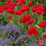 Red Tulip. Photos, Varieties, Care Tips.