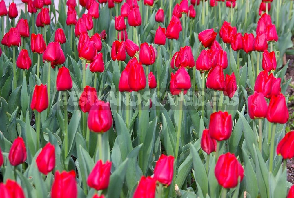 Red Tulip. Photos, Varieties, Care Tips.