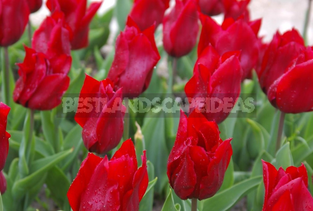 Red Tulip. Photos, Varieties, Care Tips.