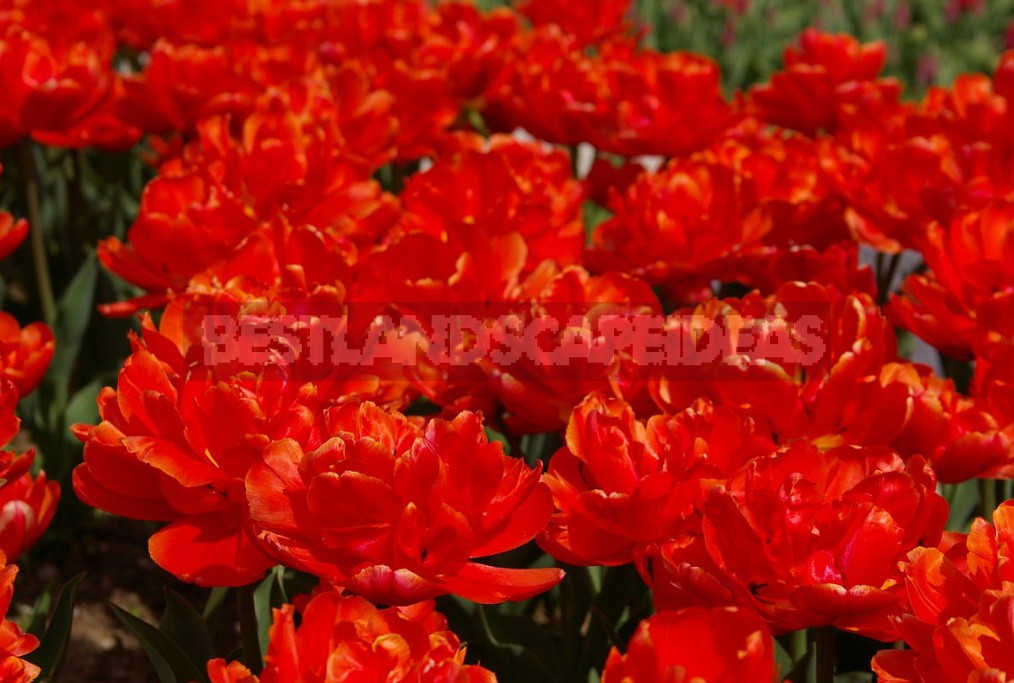 Red Tulip. Photos, Varieties, Care Tips.