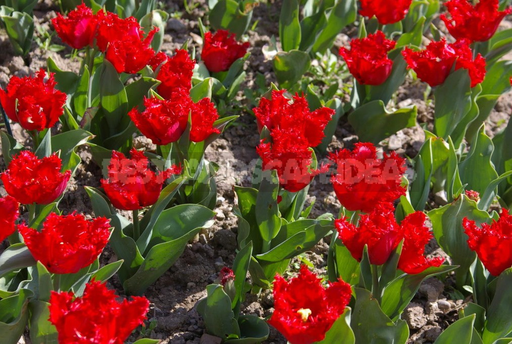 Red Tulip. Photos, Varieties, Care Tips.