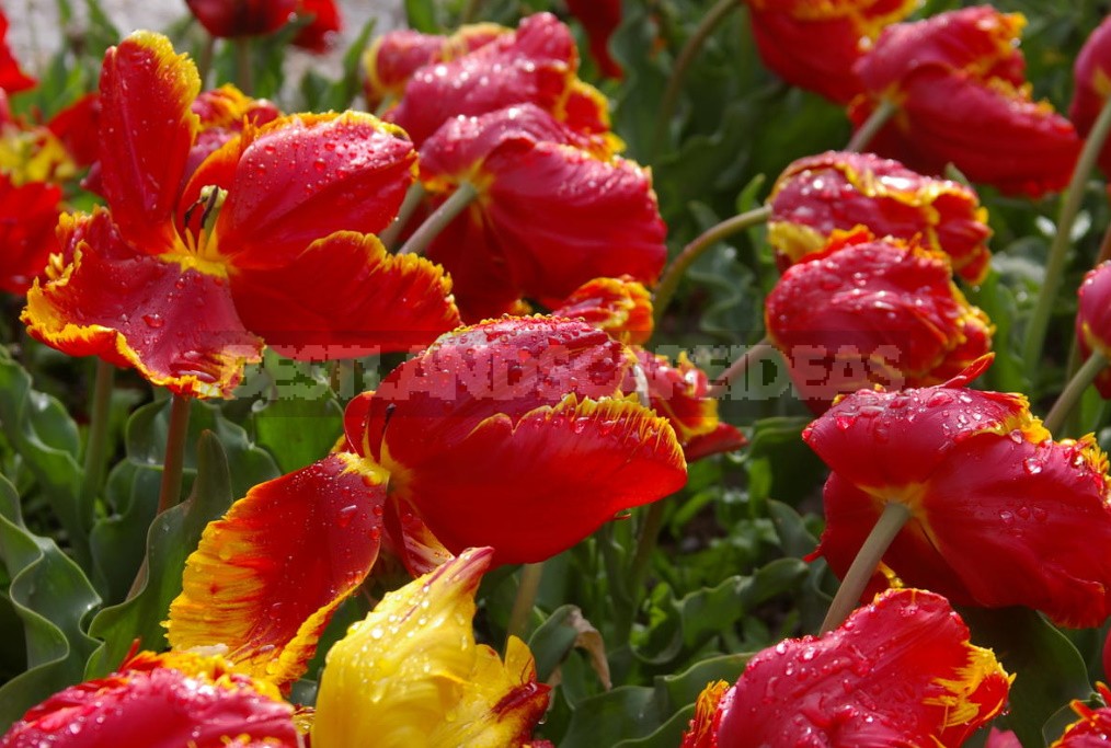 Red Tulip. Photos, Varieties, Care Tips.