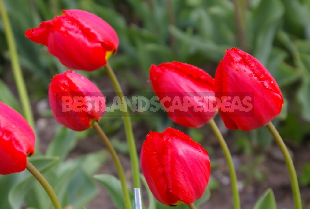 Red Tulip. Photos, Varieties, Care Tips.