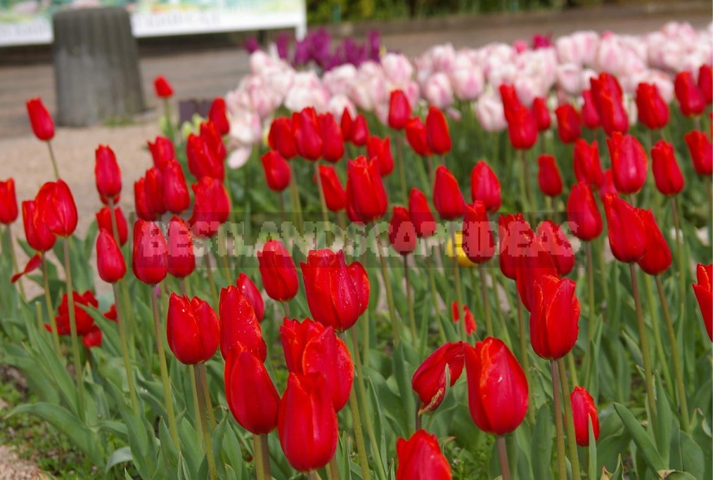 Red Tulip. Photos, Varieties, Care Tips.