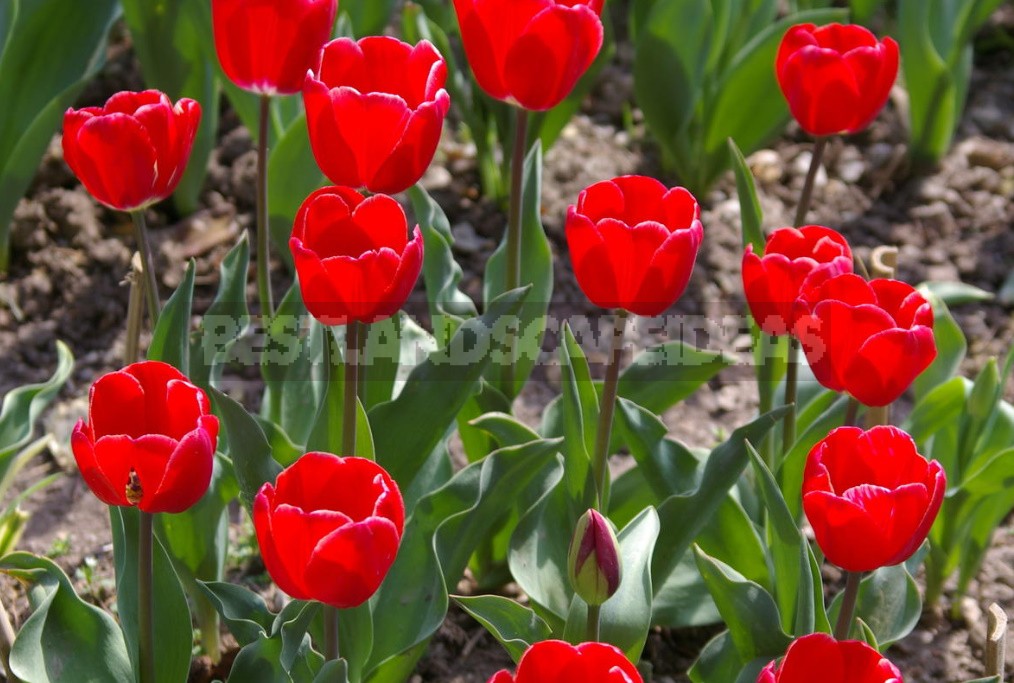 Red Tulip. Photos, Varieties, Care Tips.