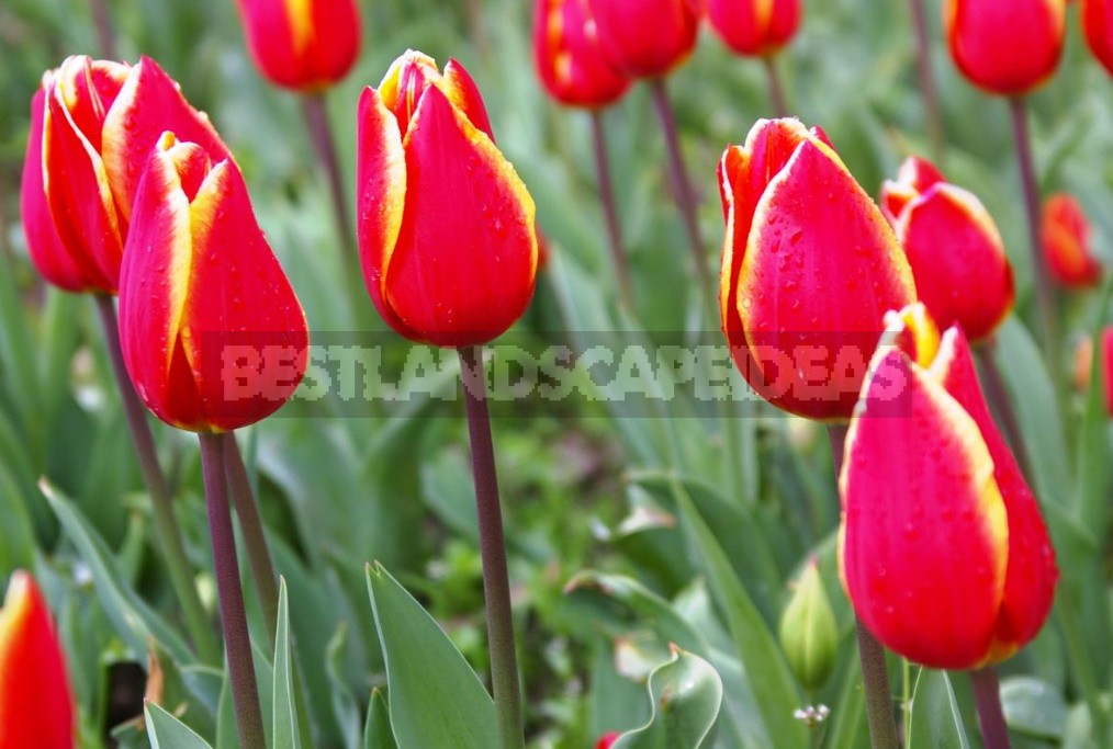 Red Tulip. Photos, Varieties, Care Tips.