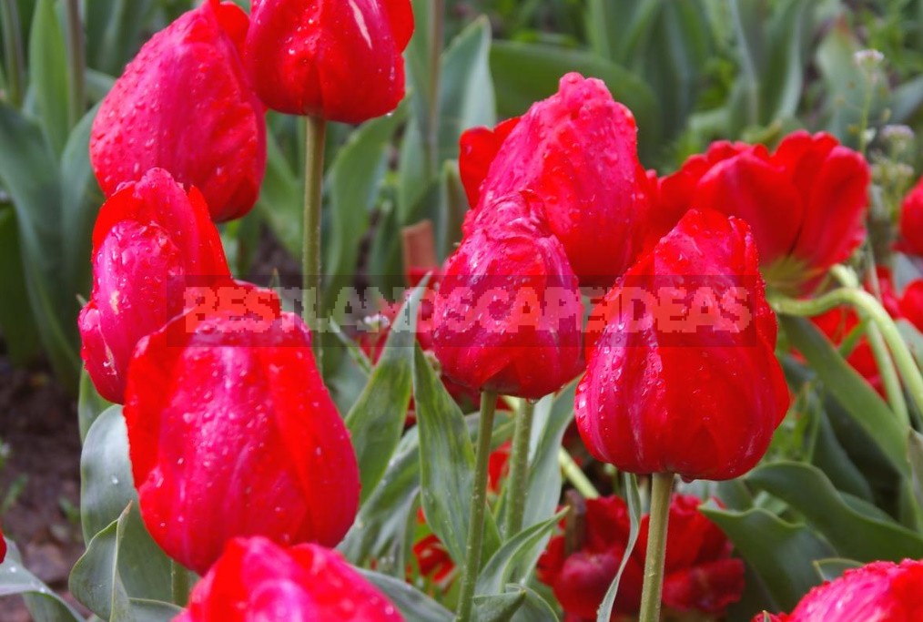 Red Tulip. Photos, Varieties, Care Tips.