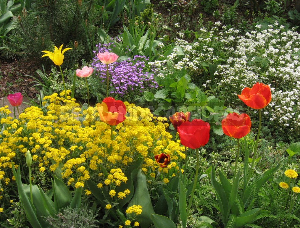 Red Tulip. Photos, Varieties, Care Tips.