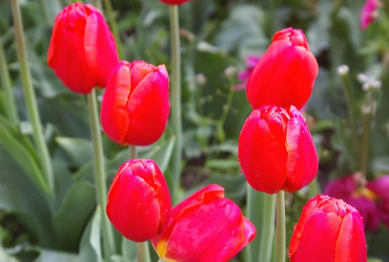 Red Tulip. Photos, Varieties, Care Tips. - Best Landscape Ideas