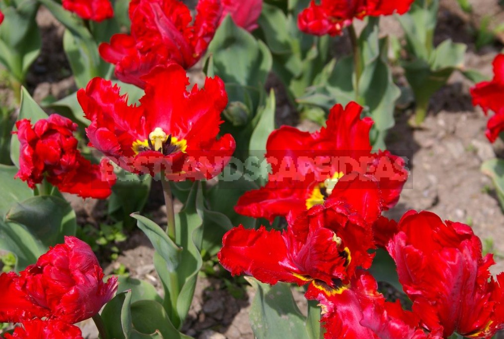 Red Tulip. Photos, Varieties, Care Tips.