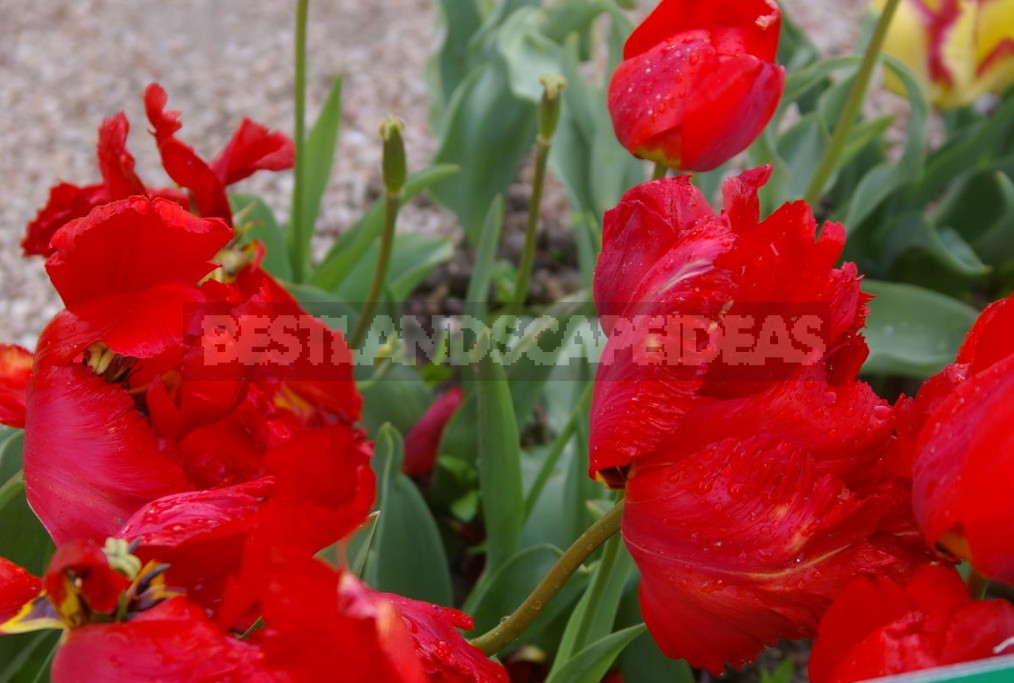 Red Tulip. Photos, Varieties, Care Tips.