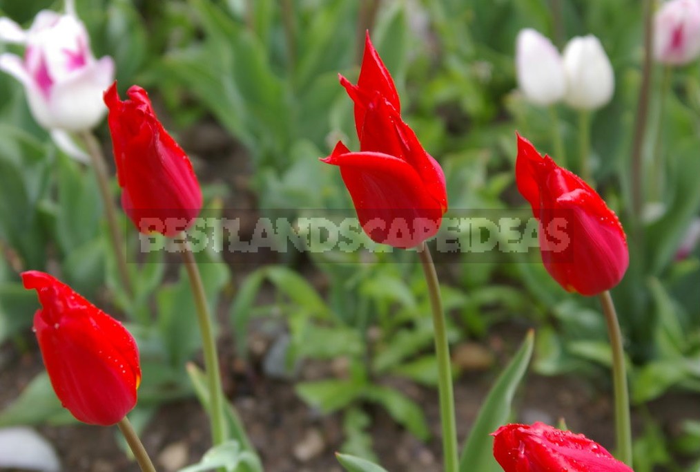 Red Tulip. Photos, Varieties, Care Tips.