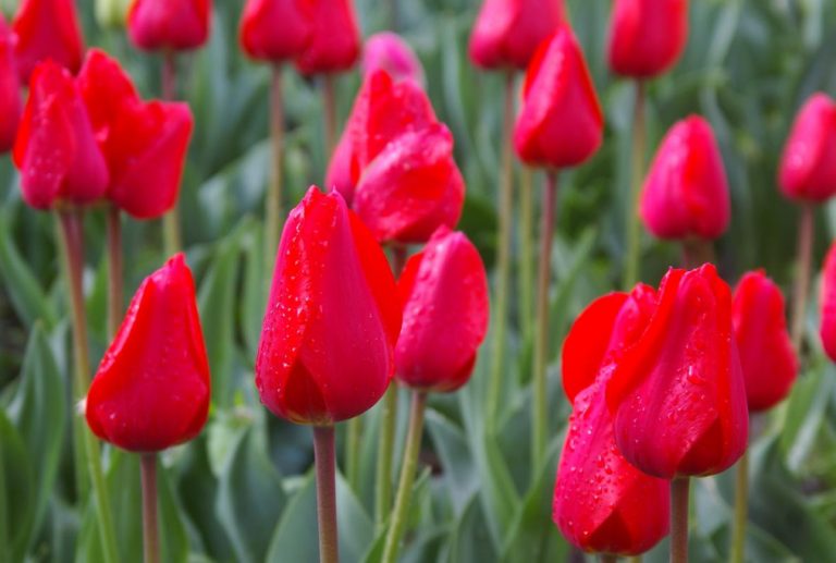 Red Tulip. Photos, Varieties, Care Tips. - Best Landscape Ideas