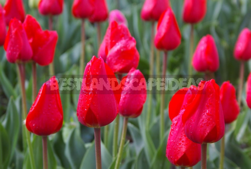 Red Tulip. Photos, Varieties, Care Tips.