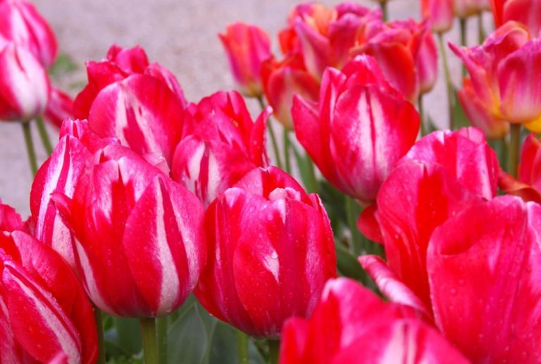 Red Tulip. Photos, Varieties, Care Tips. Best Landscape Ideas