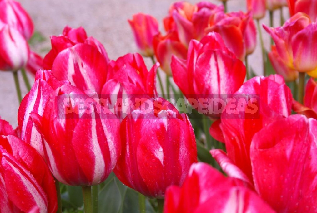 Red Tulip. Photos, Varieties, Care Tips.