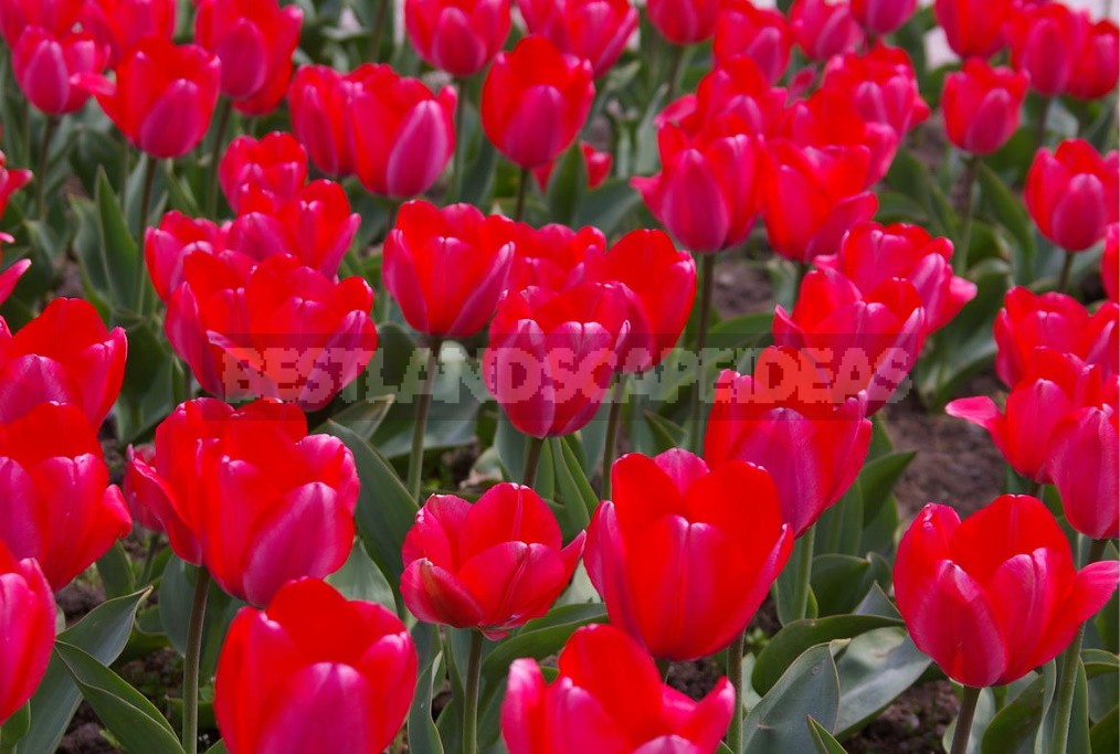 Red Tulip. Photos, Varieties, Care Tips.