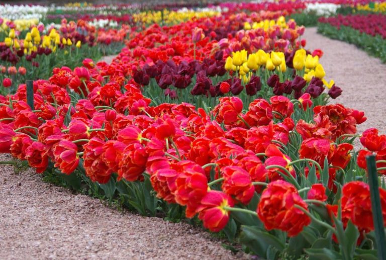 Red Tulip. Photos, Varieties, Care Tips. Best Landscape Ideas