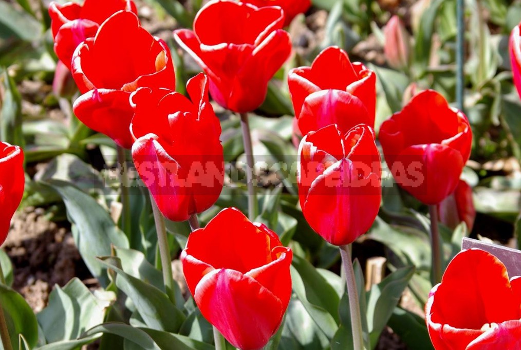 Red Tulip. Photos, Varieties, Care Tips.